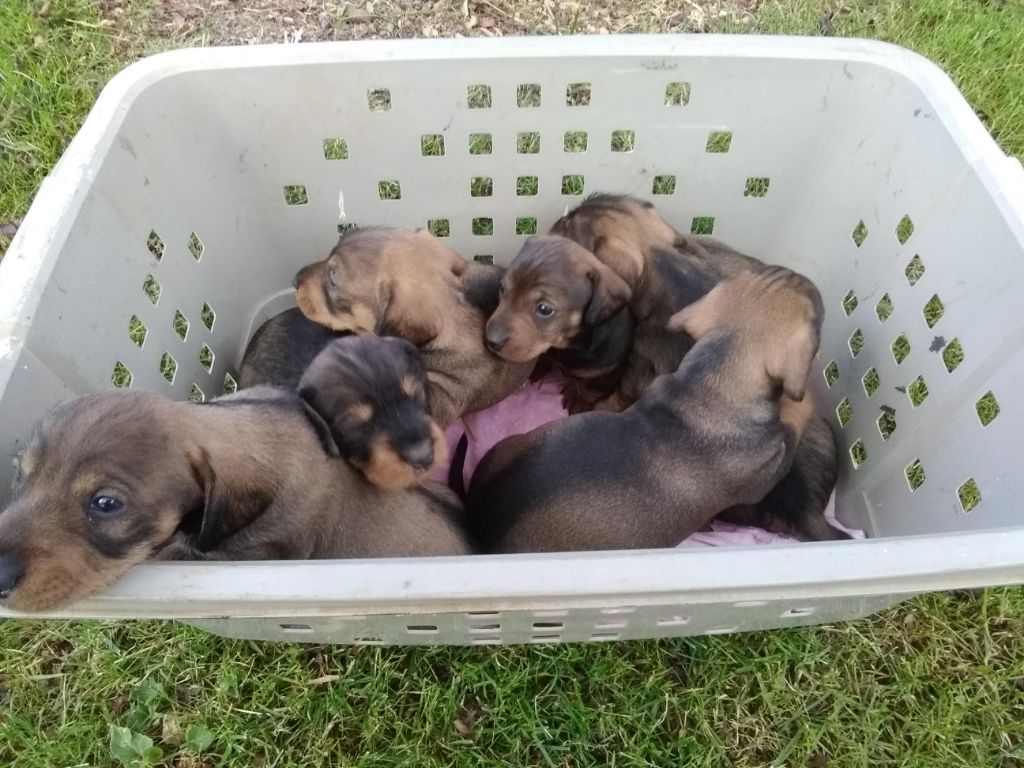 De la dent dure - Chiots teckels poils durs non LOF dans l'Aveyron .