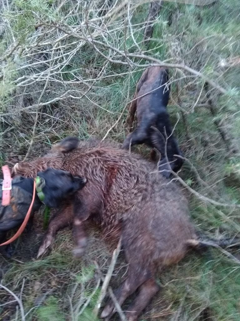 De la dent dure - Beau weekend à Pommiers .