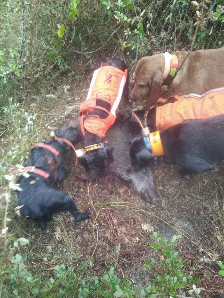 De la dent dure - Mercredi matin à Pommiers .