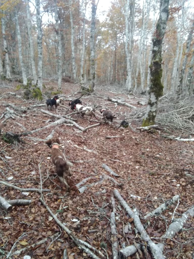 De la dent dure - Aubrac séance 1 .