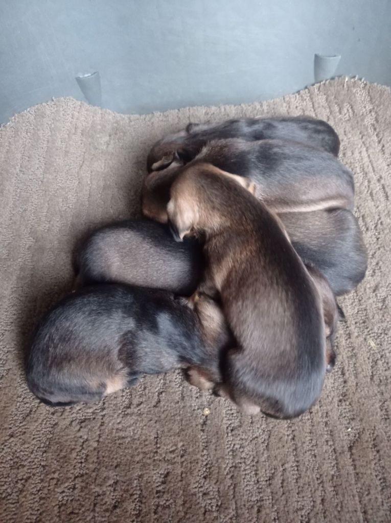 De la dent dure - Les chiots teckels poils durs de Sébastien à Millau.