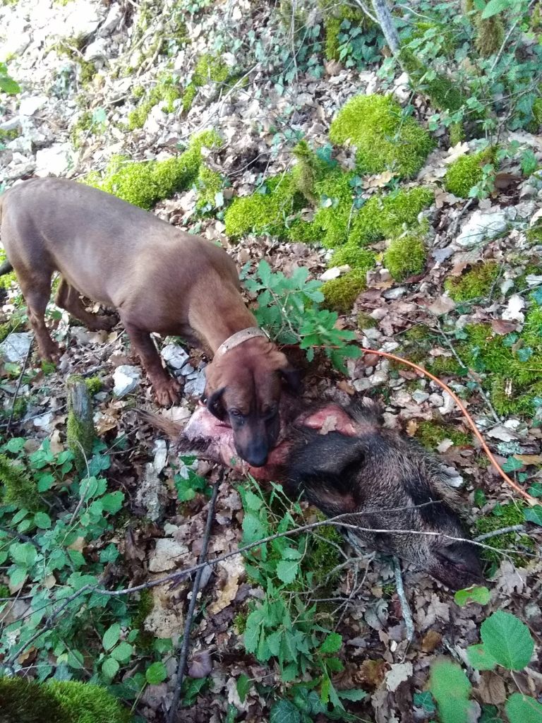 De la dent dure - On continue à courir ...