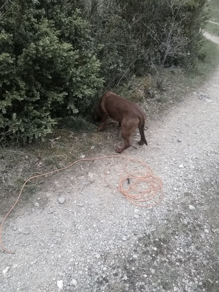 De la dent dure - Sortie pénible .