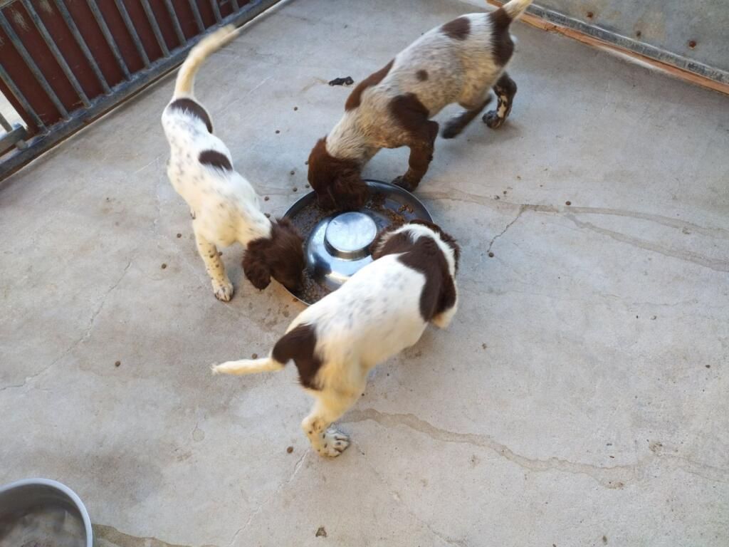 De la dent dure - Deux chiots restent à la vente ...