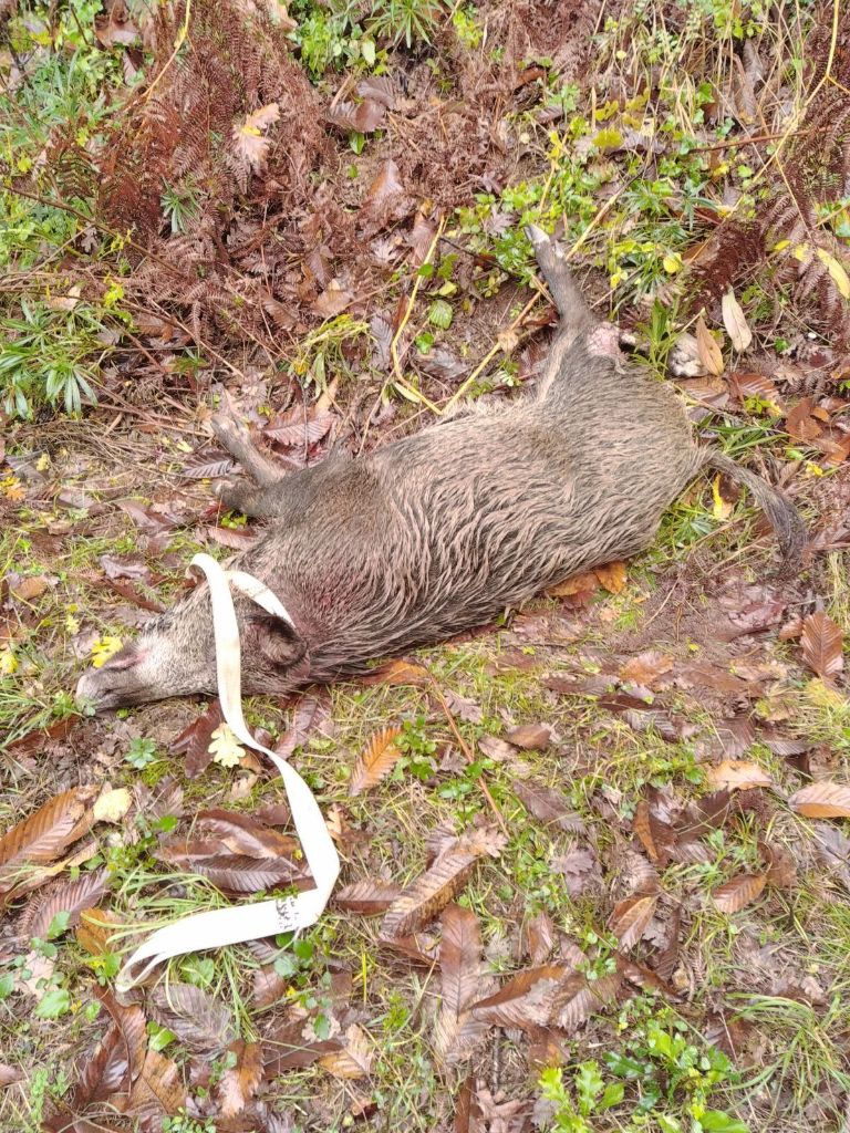 De la dent dure - Chasse à Pommiers...