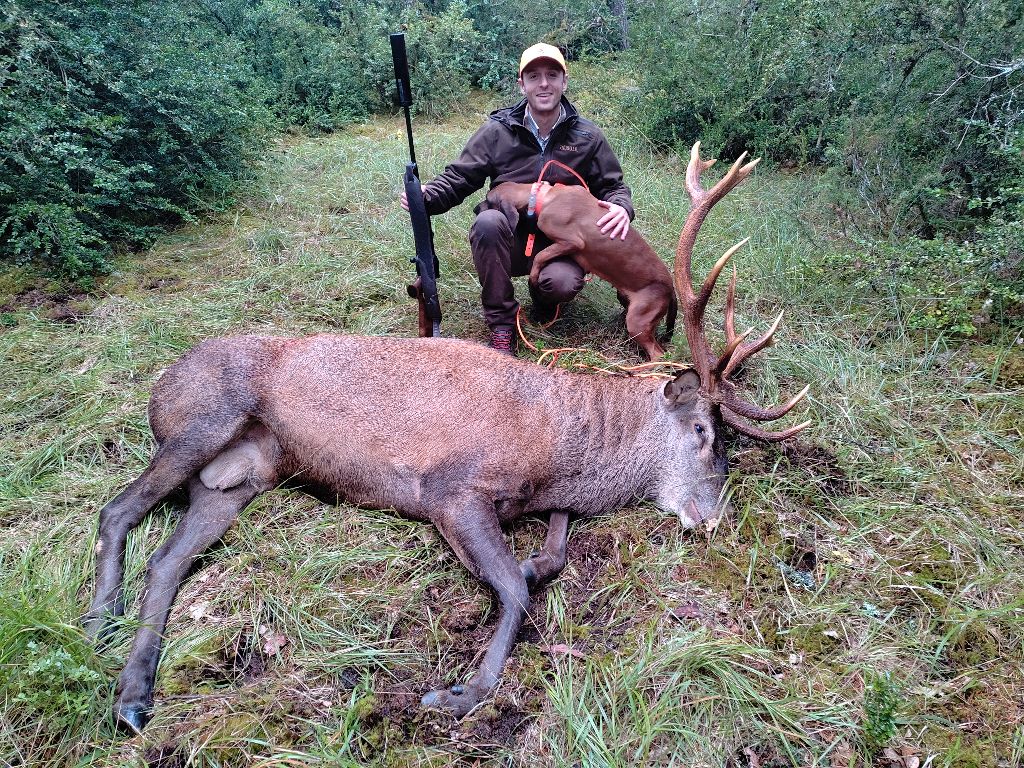 De la dent dure - Cerf blessé de la veille sur le Méjean.