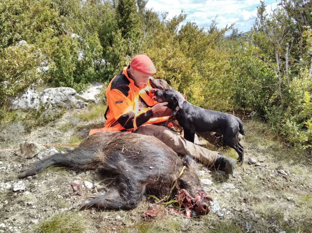 De la dent dure - Le sanglier du jour .