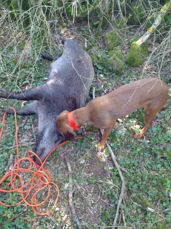 De la dent dure - Remettre la chienne dessus ...