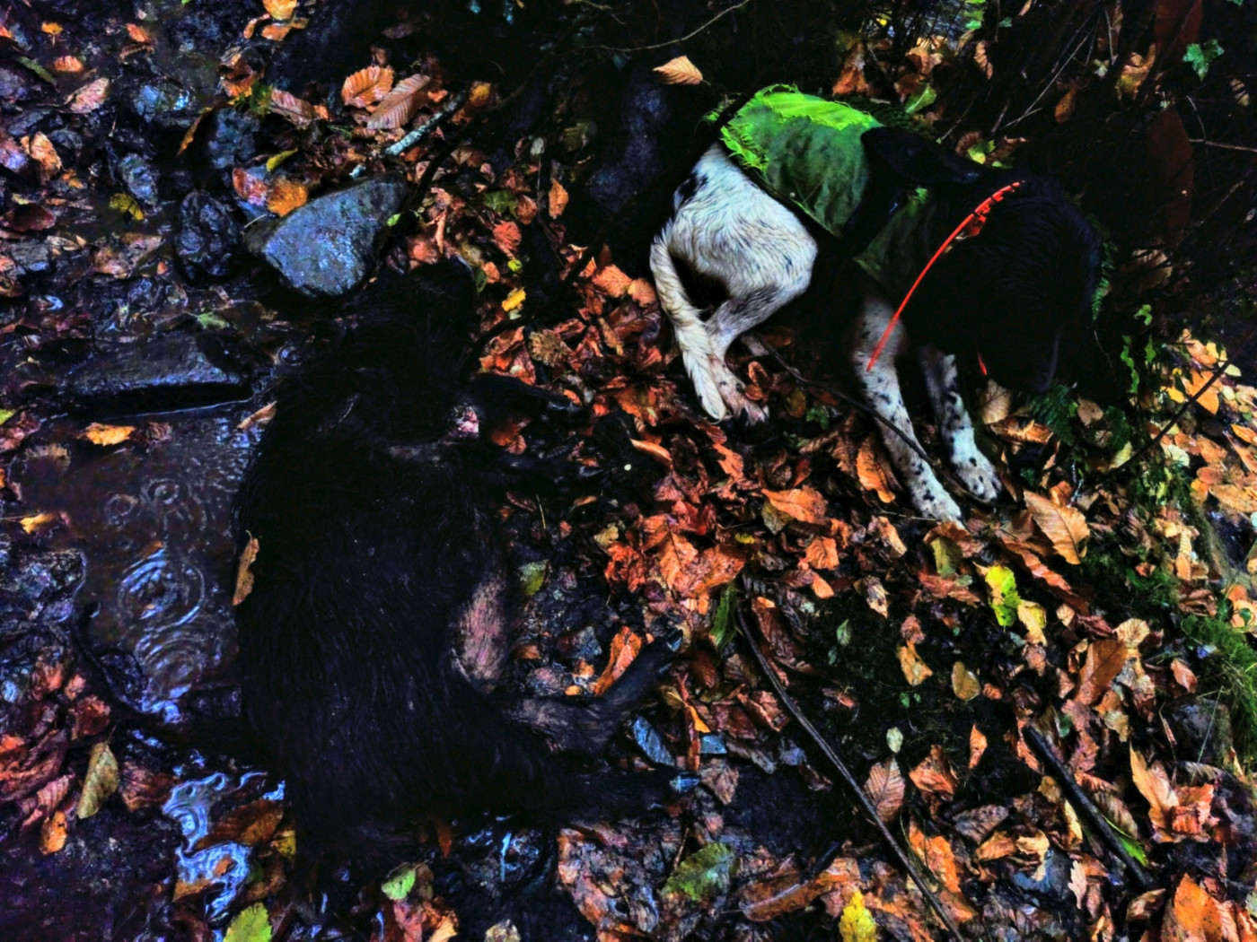 De la dent dure - On continue à s'instruire ...