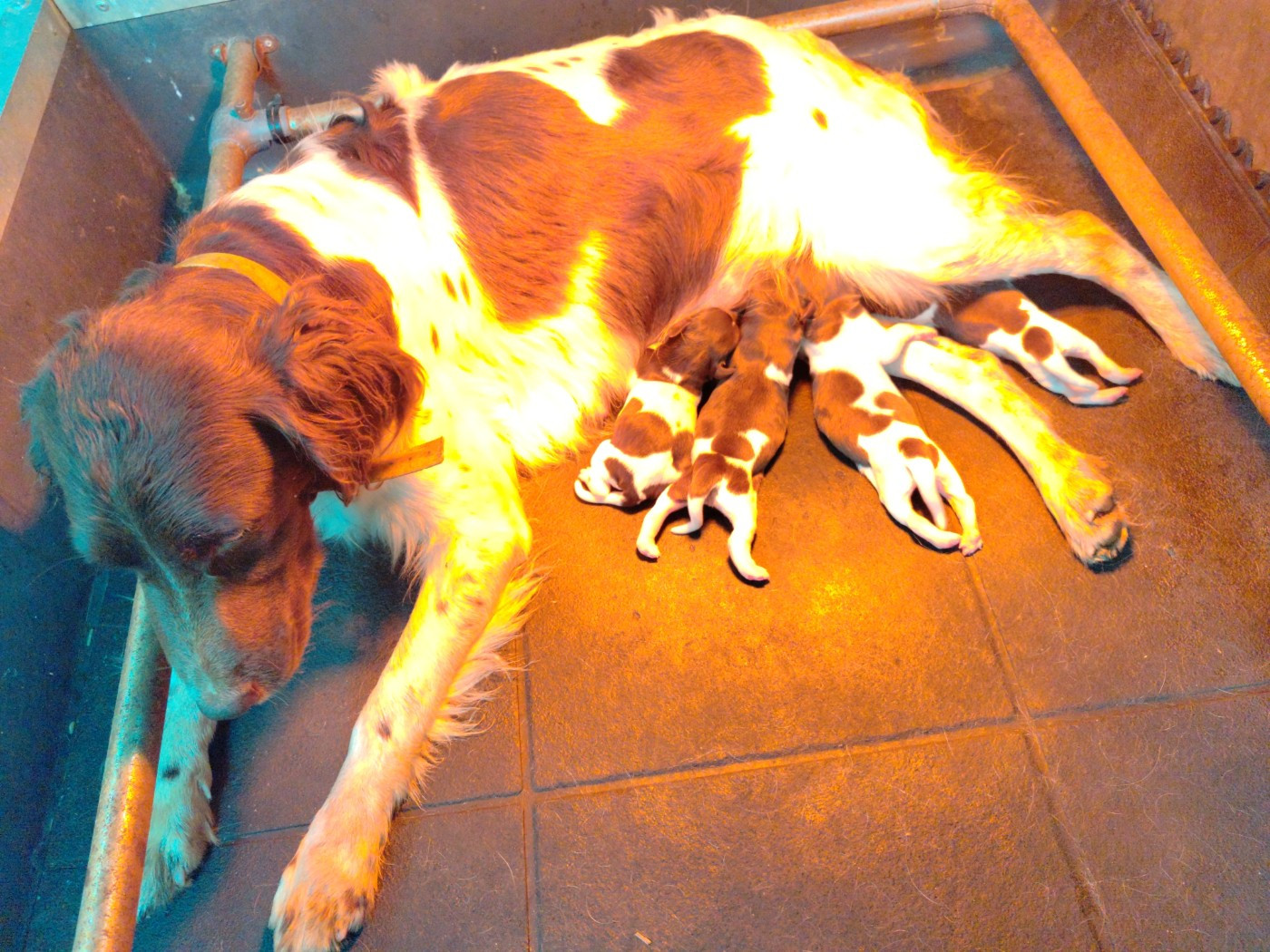 De la dent dure - Tina n'a pas forcé...