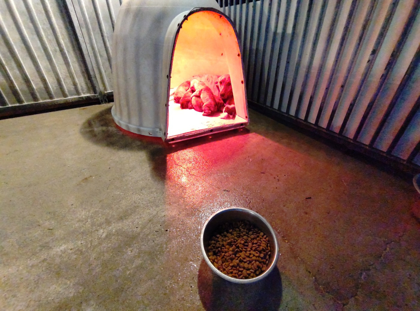 De la dent dure - Les petits Maremmanos sont en forme...