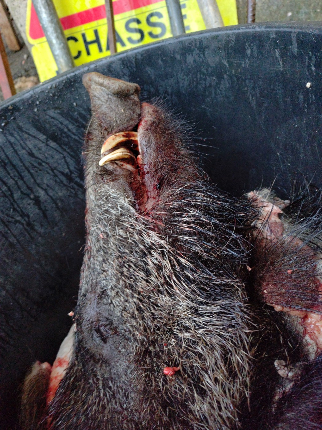 De la dent dure - Samedi entre Pommiers et Aveze .