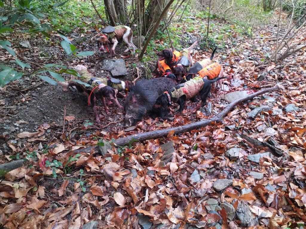 De la dent dure - Catastrophe ...