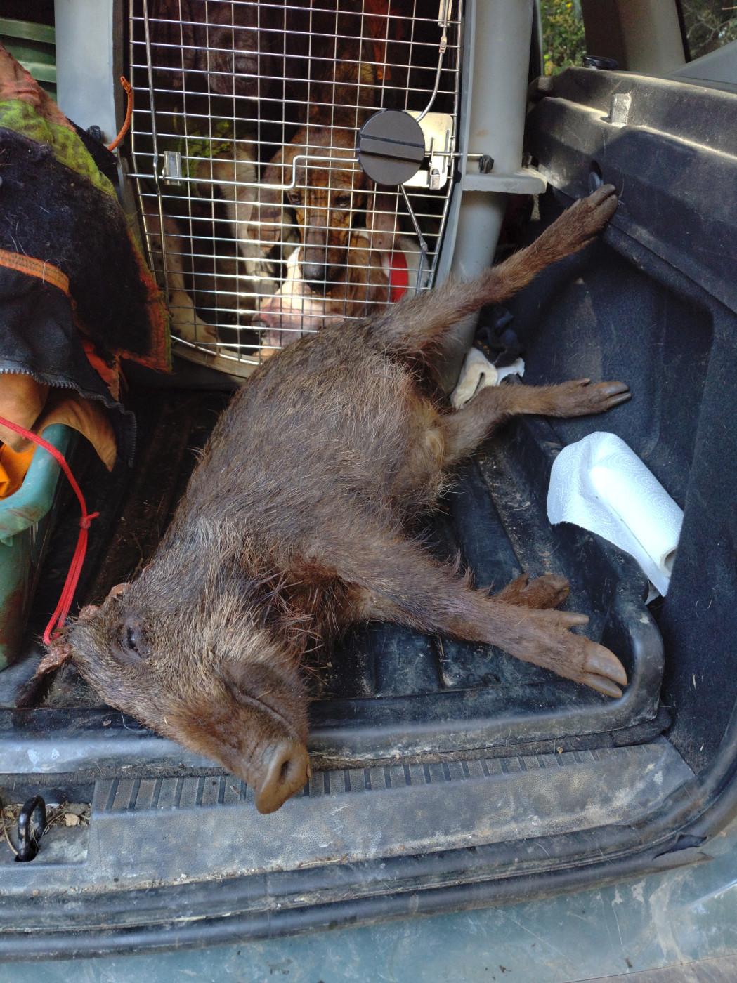 De la dent dure - Pendant que Sultan s'en allait ...