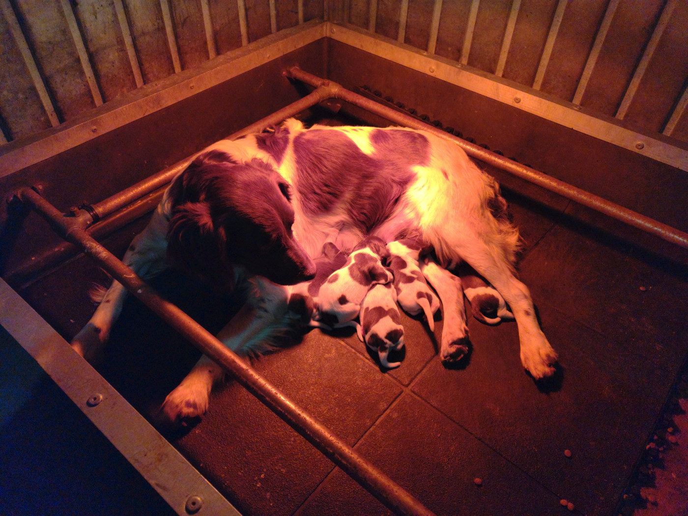 De la dent dure - Il y en a finalement 5 ...