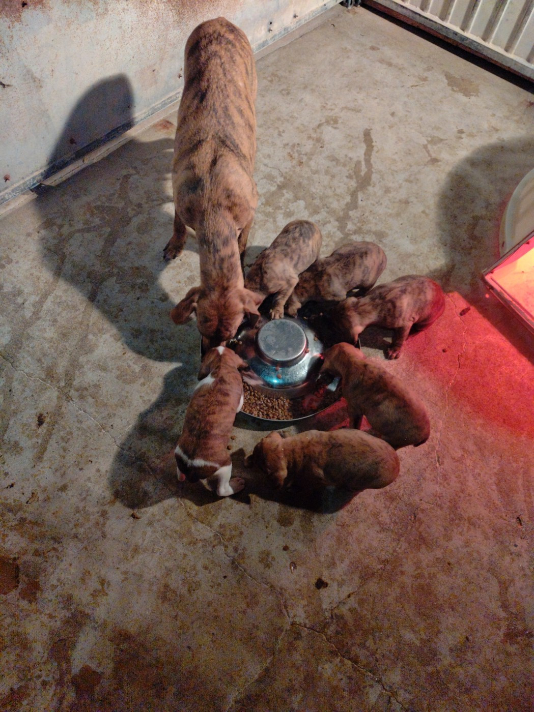 De la dent dure - Les petits Maremmanos sont aux croquettes !