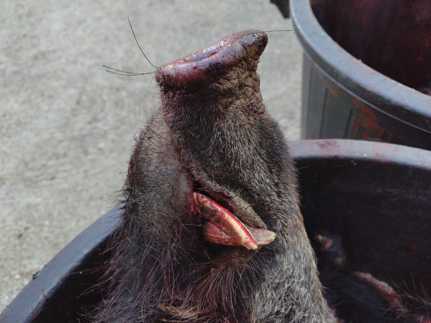 Quels chiens faut il ?