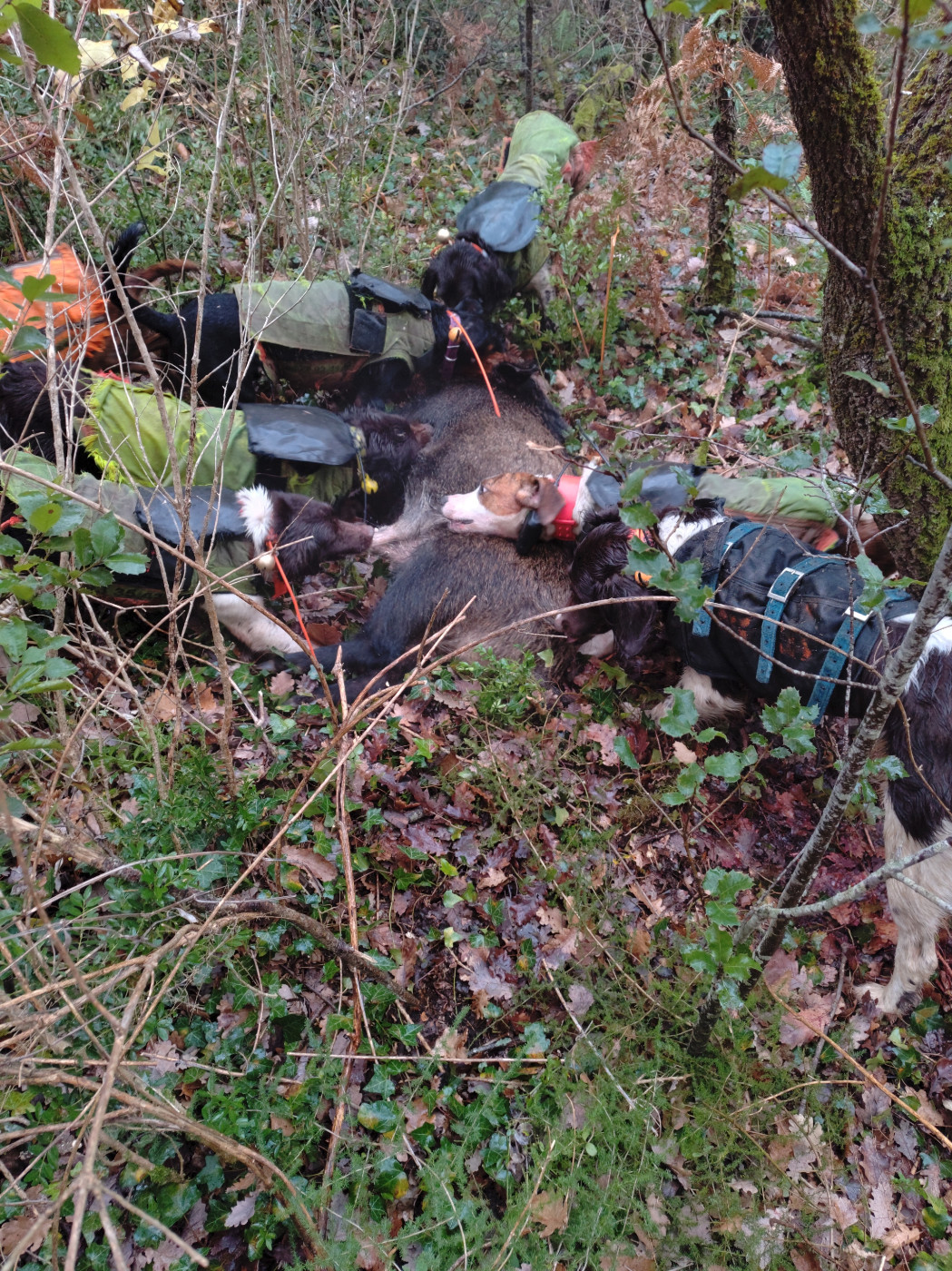 De la dent dure - Le Grand Bois...