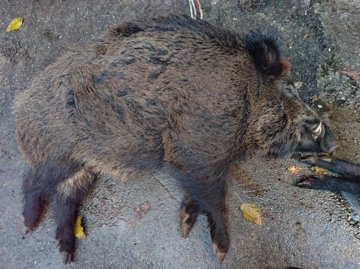 De la dent dure - Un vrai sanglier des Cévennes ...