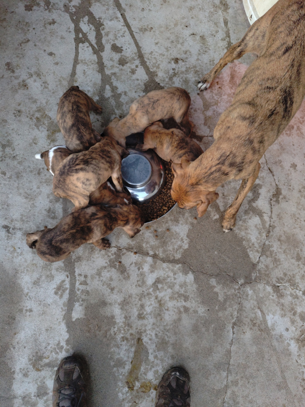 De la dent dure - Chiots Maremmanos disponibles la semaine du 22 décembre ...