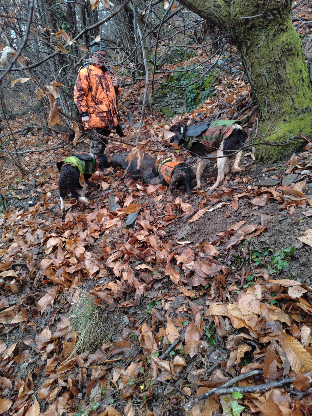 De la dent dure - Mercredi pluvieux ?