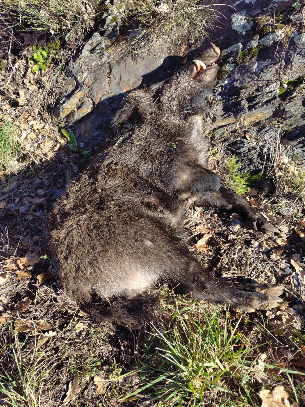 De la dent dure - Et avec les munsters , qu'est ce que ça aurait donné ?
