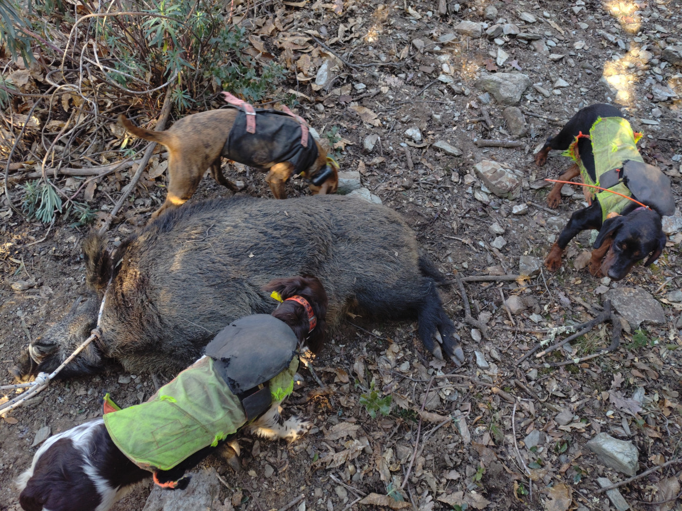 De la dent dure - Samedi moyen plus , dimanche efficace ...
