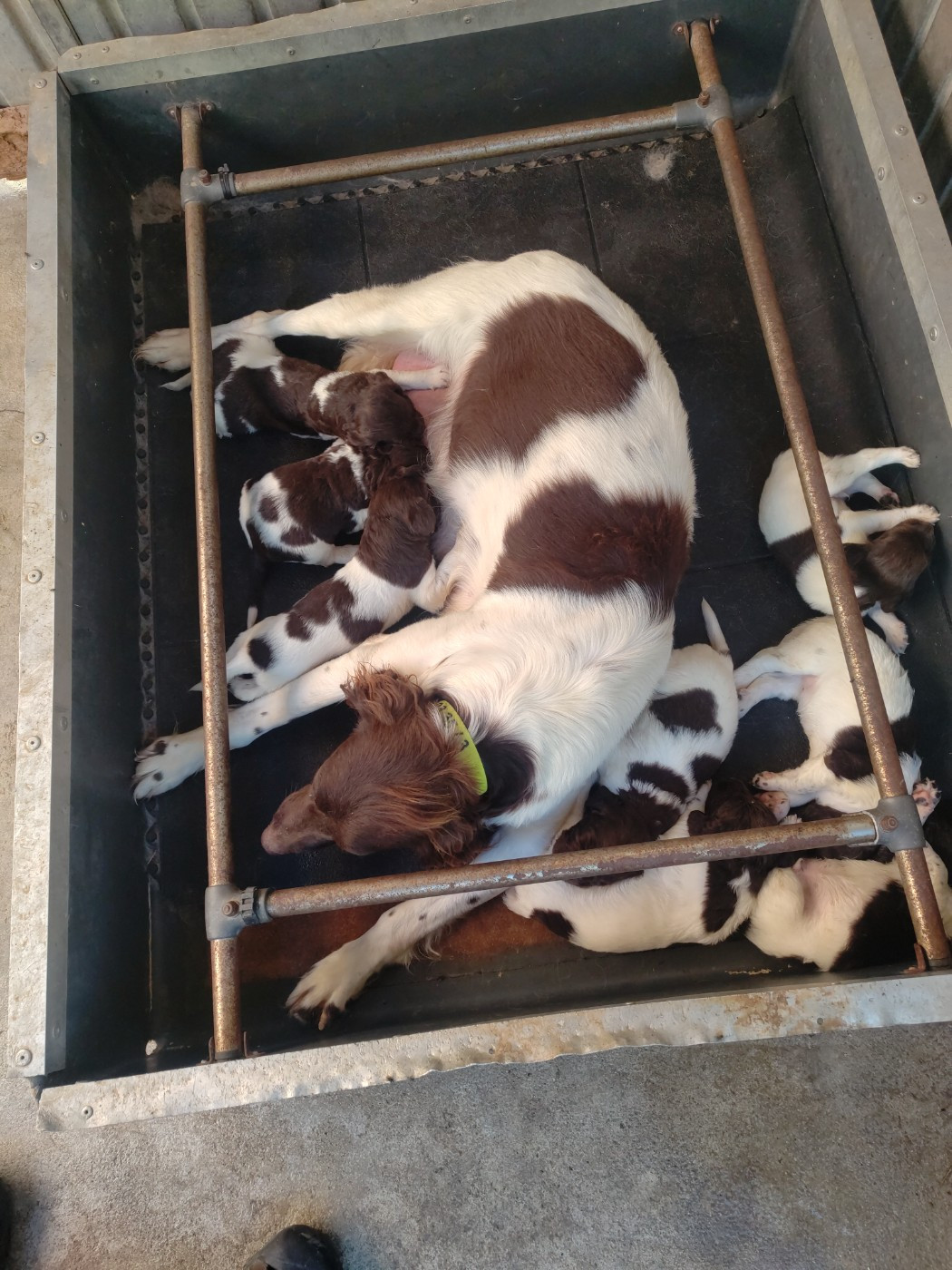 Des femelles munsters , vite...