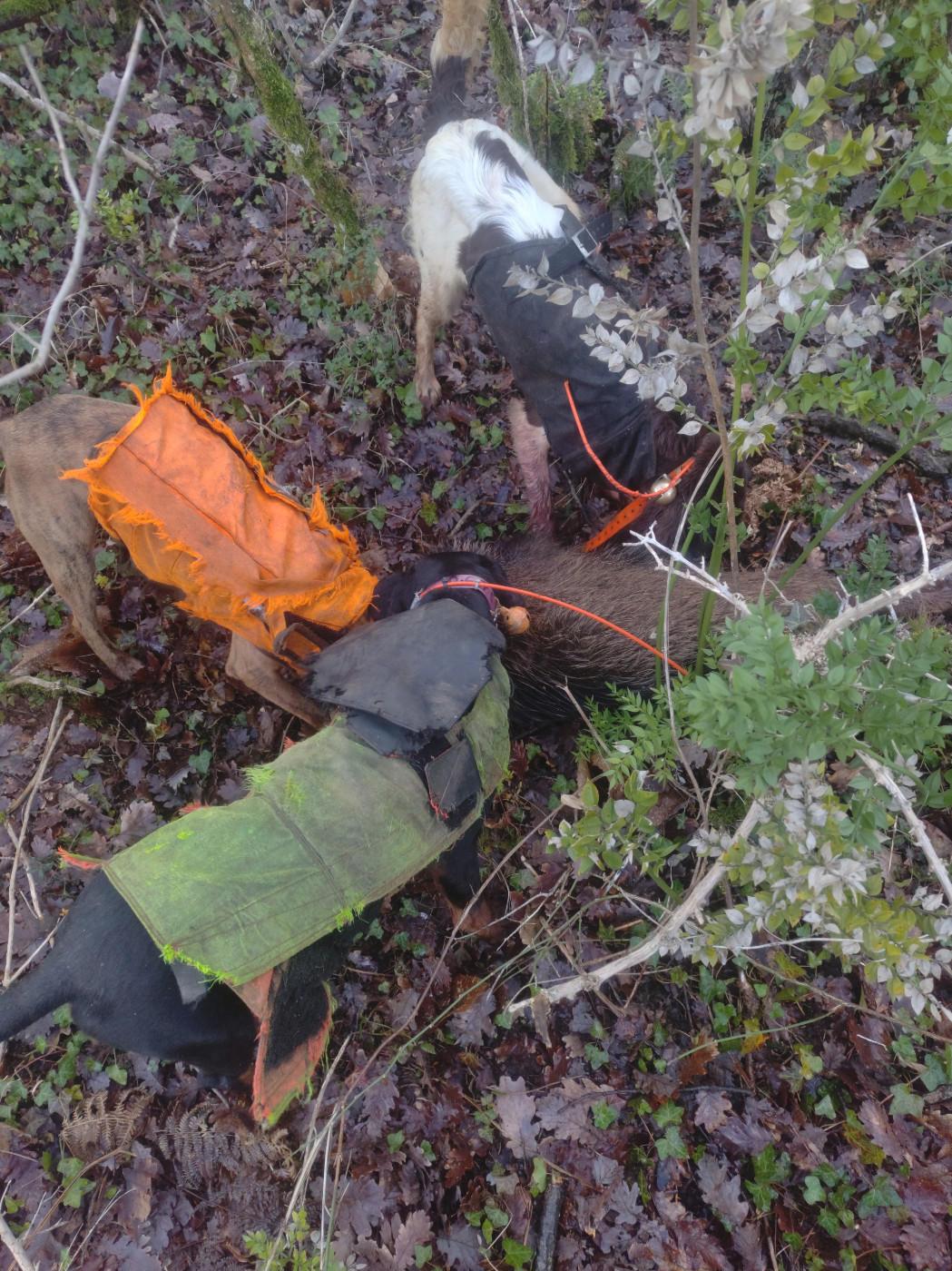 Mercredi à Pommiers ,