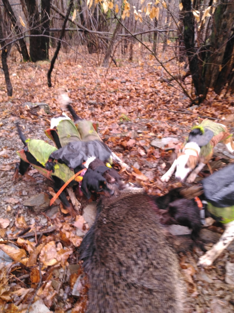 De la dent dure - Mercredi " spécial " mais agréable ...