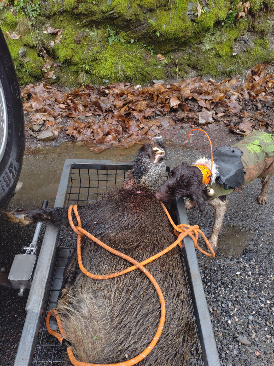 De la dent dure - Samedi à Pommiers .