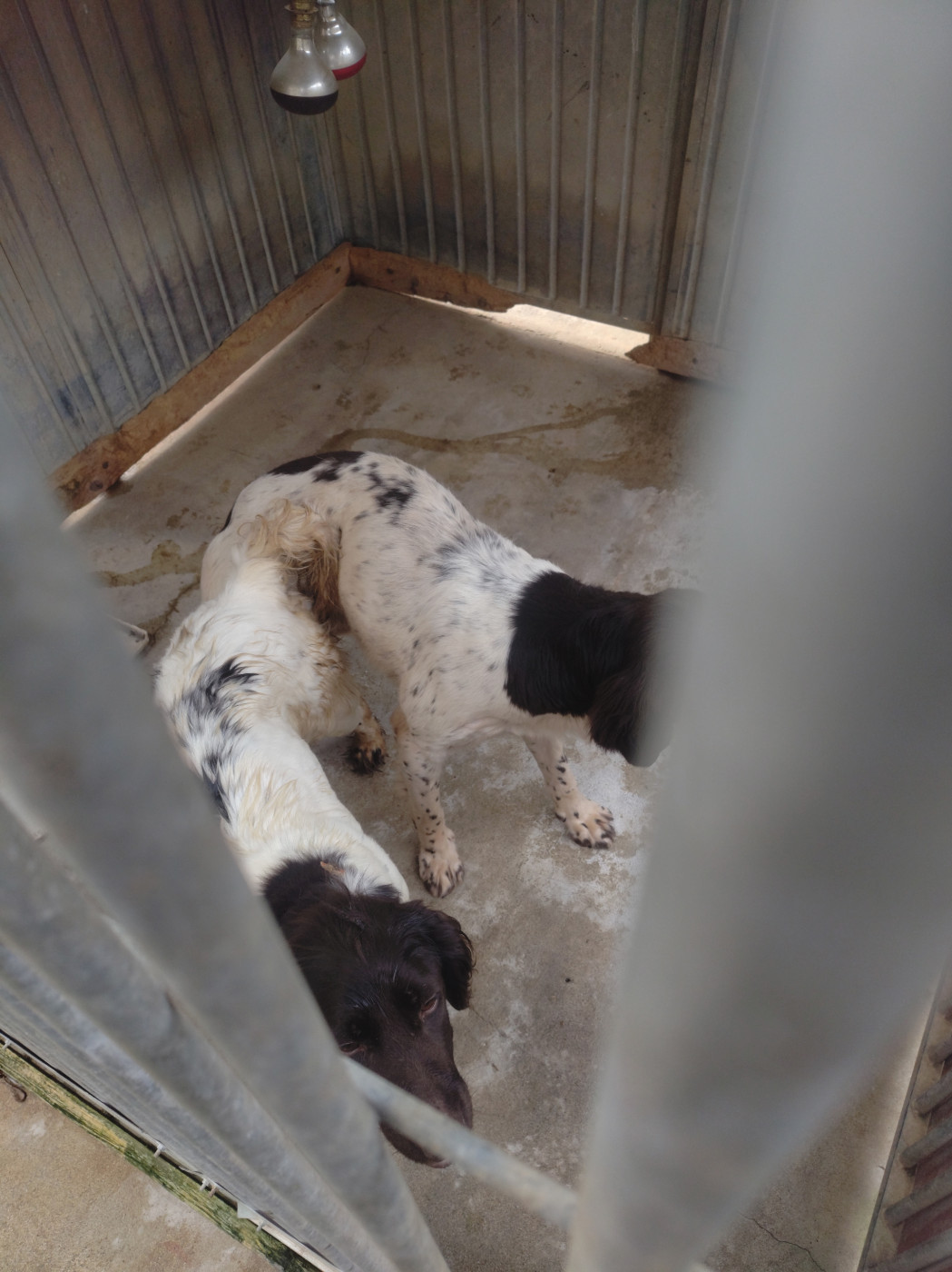 De la dent dure - La reproduction ...