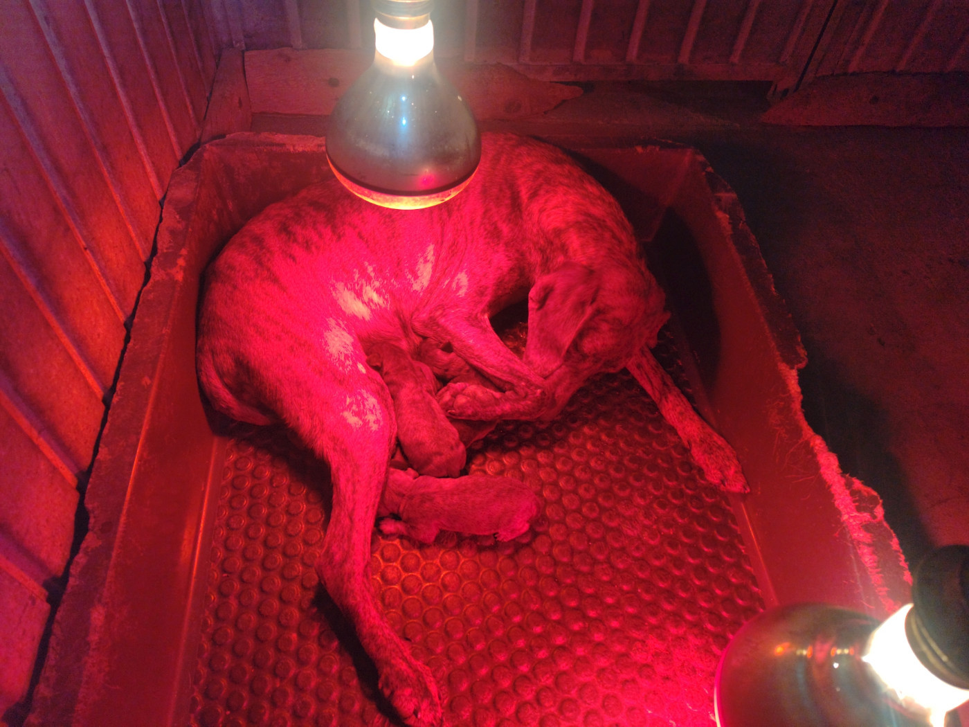 De la dent dure - Alba ...