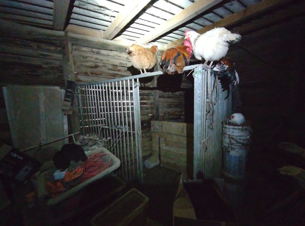 De la dent dure - Les trois naines de Maillane ...