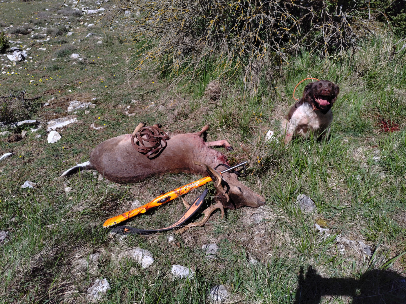 De la dent dure - Ce daim ...