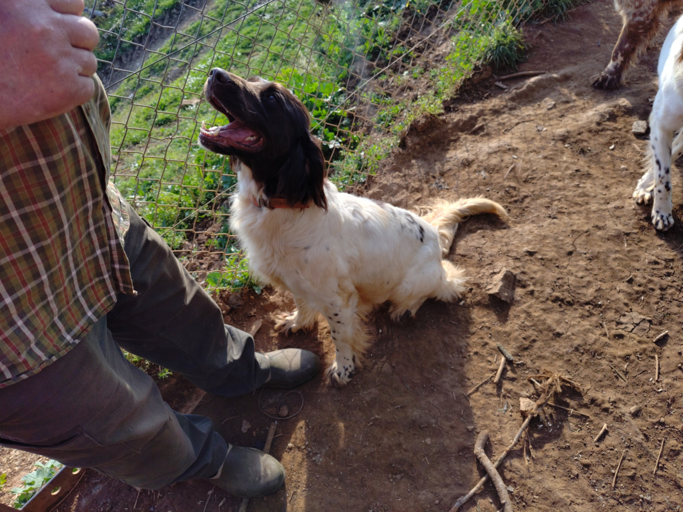 De la dent dure - Sibelle commence à s'arrondir ?