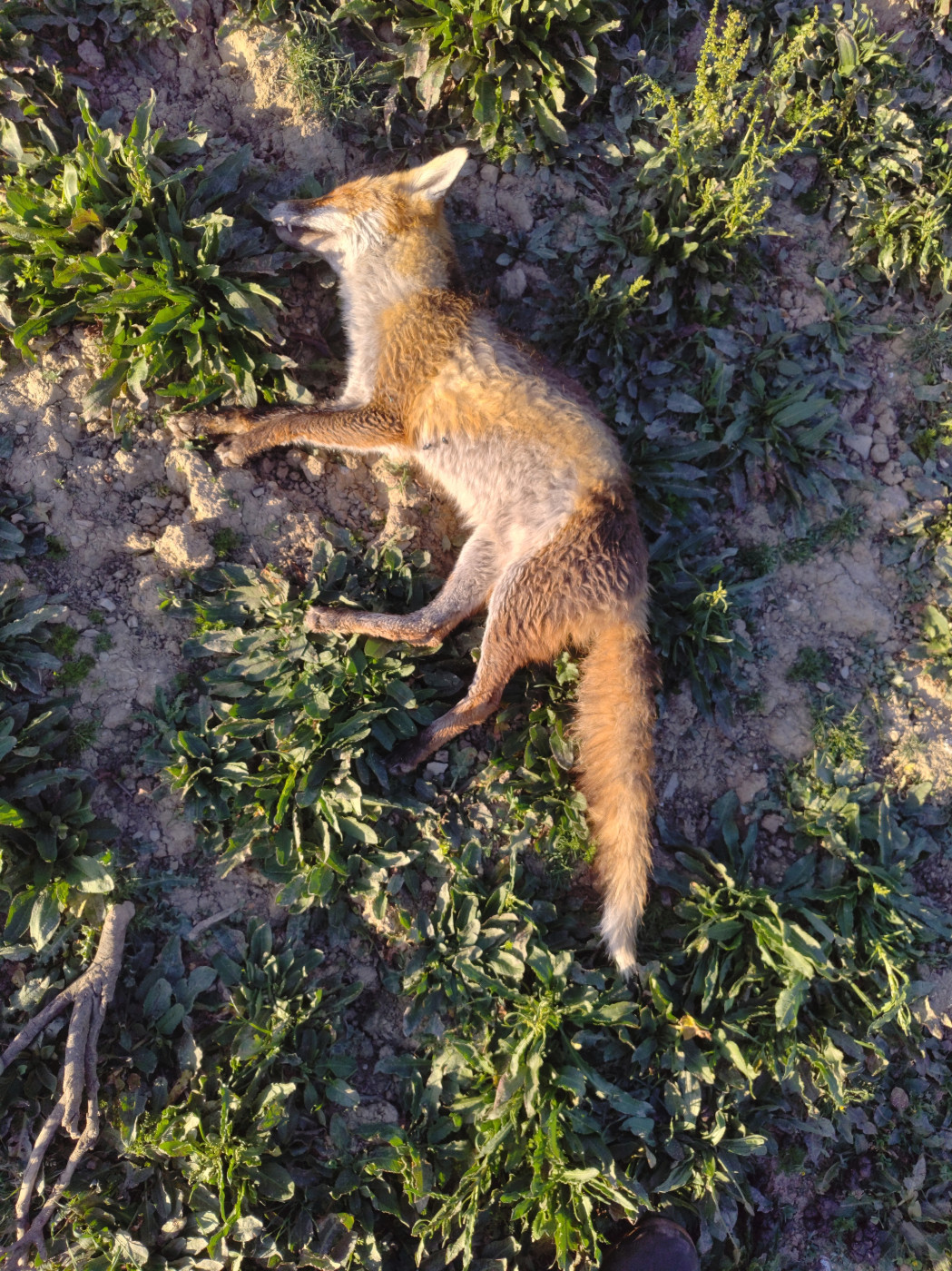 De la dent dure - Renard du matin ...