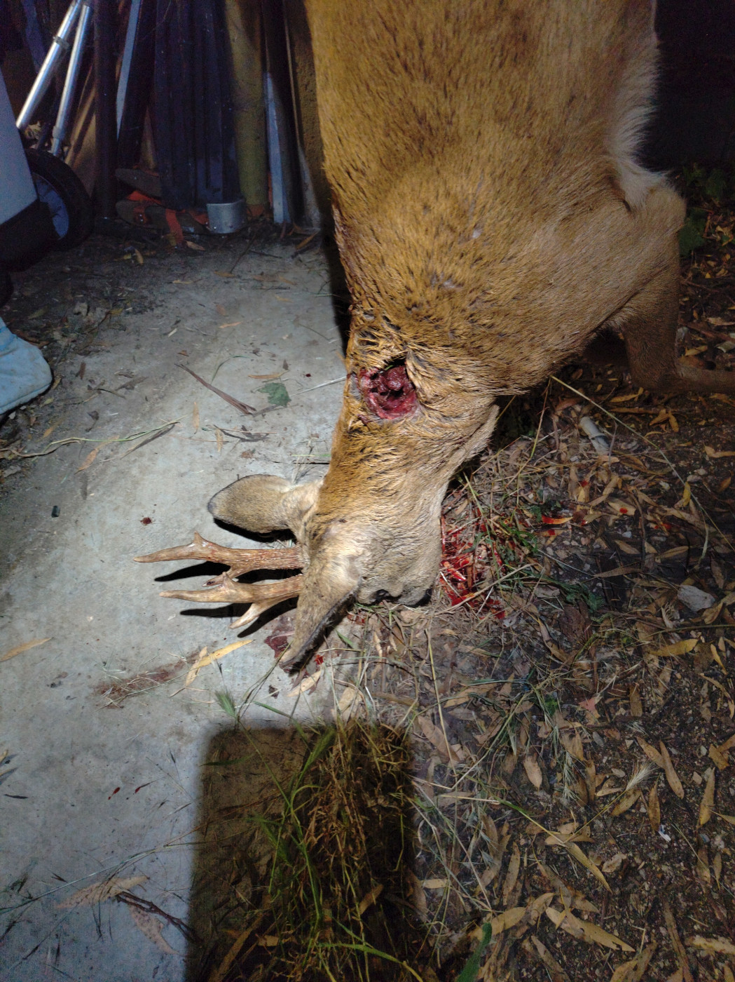 De la dent dure - Chasse chiens ...