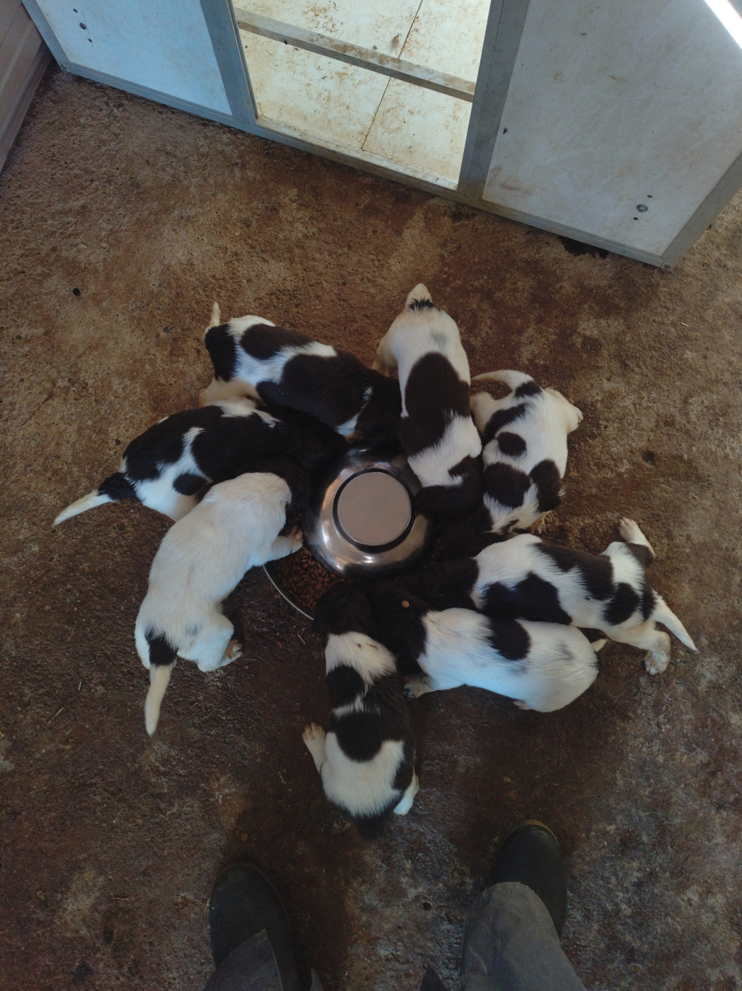 Chiots Petit Epagneul de Munster disponibles ...