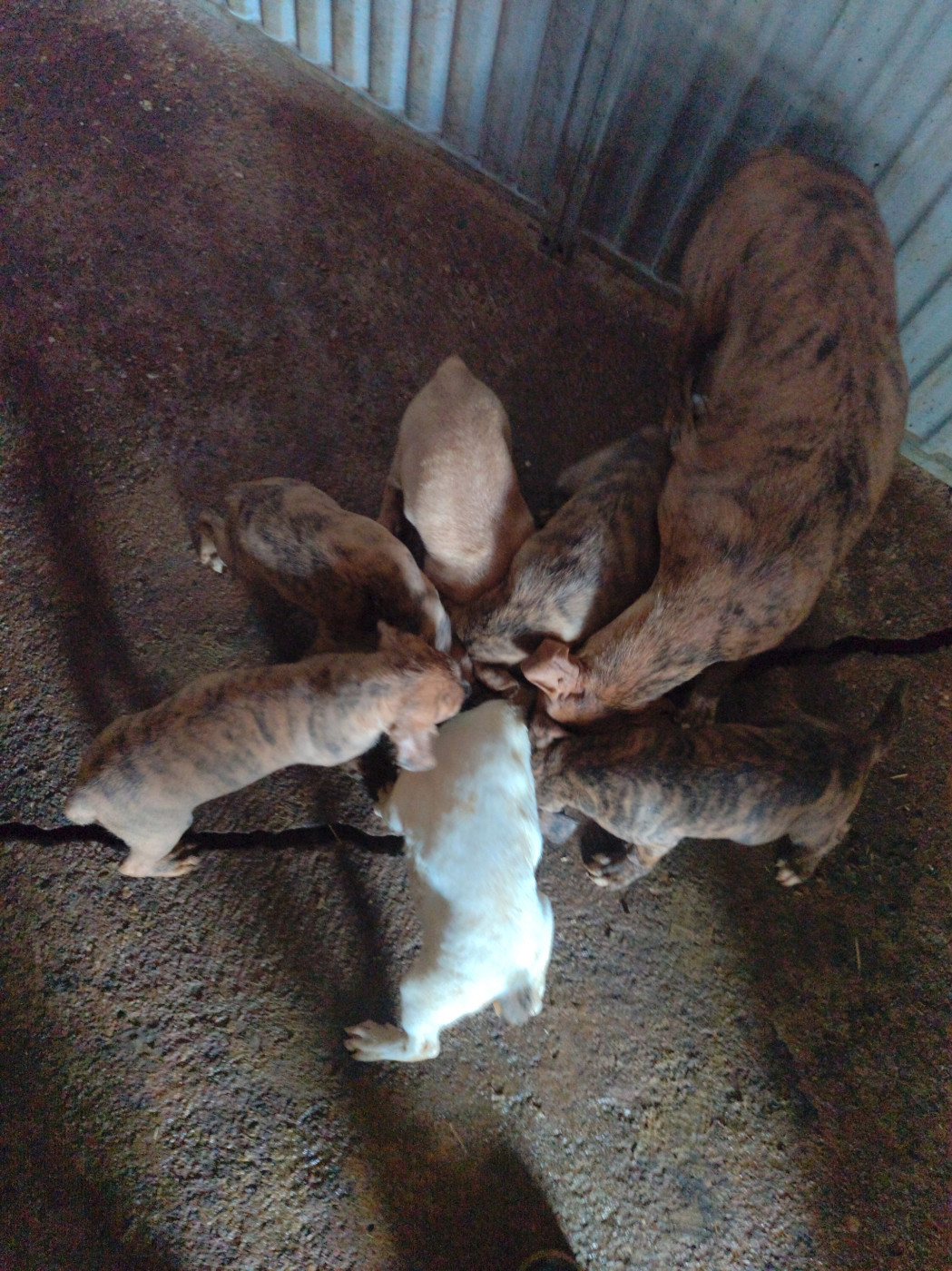 De la dent dure - Vista x Ugo 2026 , chiots Maremmanos LOF .