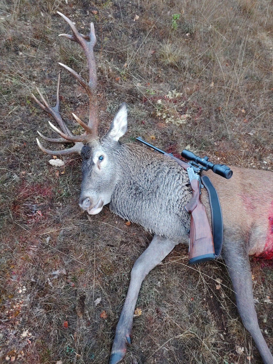 Cerf du mercredi...