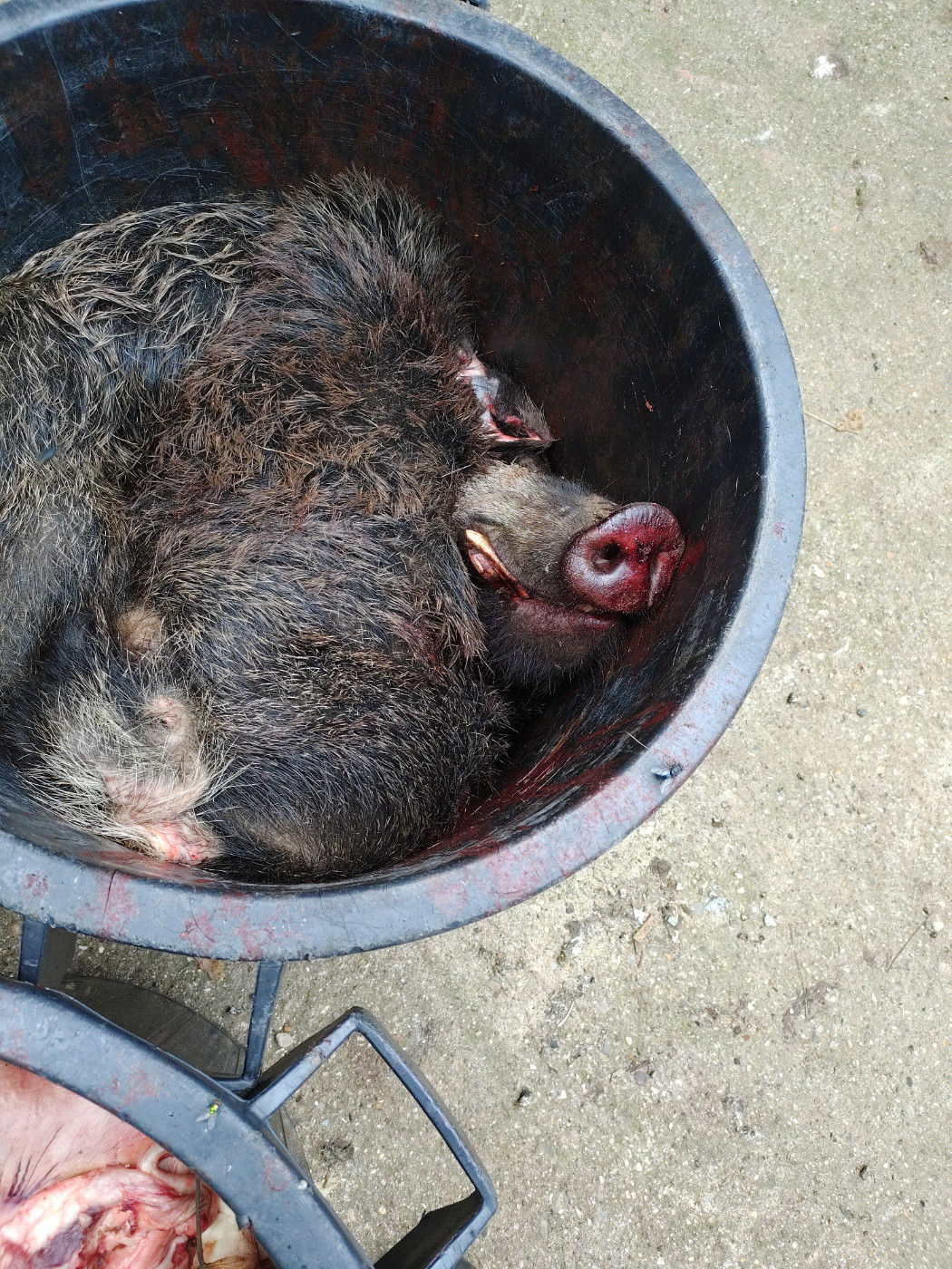 Premier vrai weekend de chasse ...