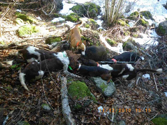 De la dent dure - Retour sur l'Aubrac , Brameloup ...