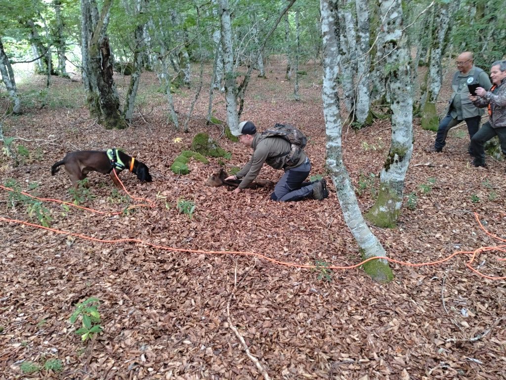 De la dent dure - Weekend épreuve de recherche au sang à Laguiole .