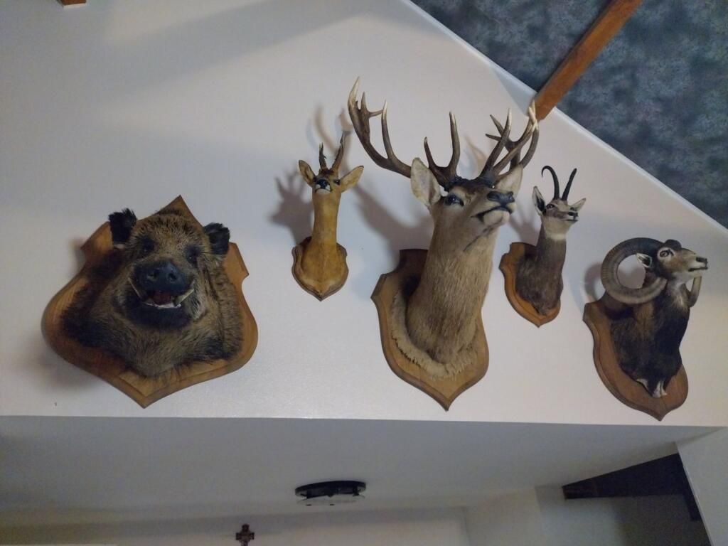 De la dent dure - Les cerfs commencent à bramer ...