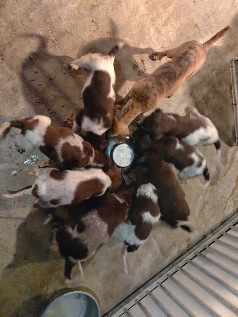 De la dent dure - Les chiots sont prêts à partir ...