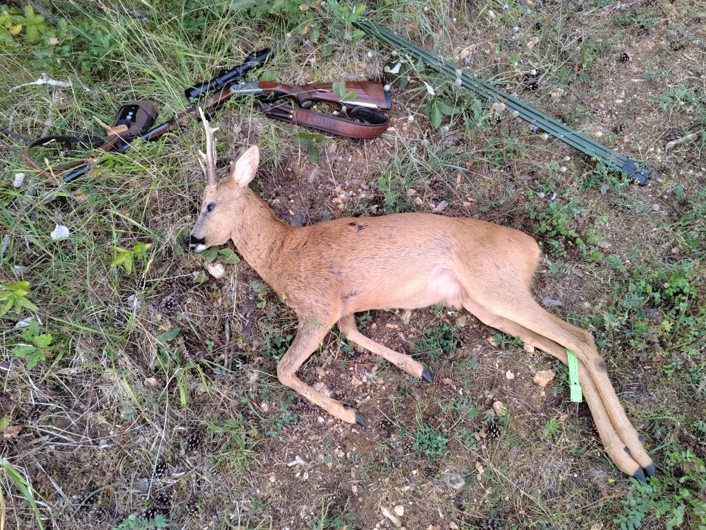 De la dent dure - Chasse à l'approche ...