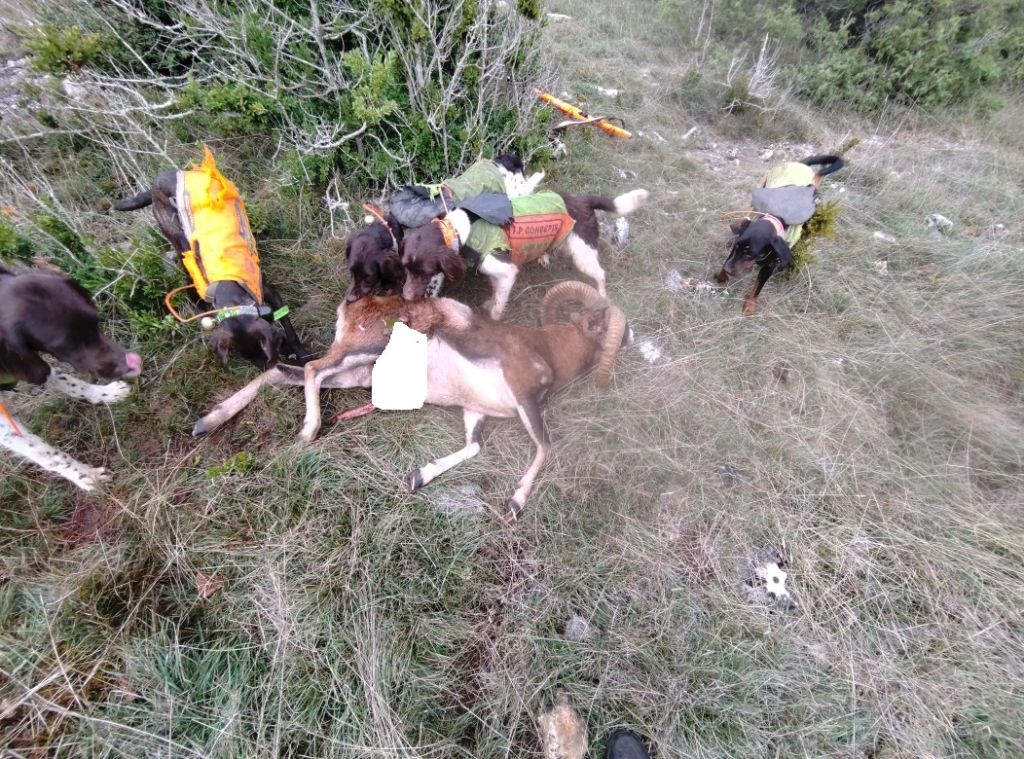 De la dent dure - Deuxième acte instructif ...