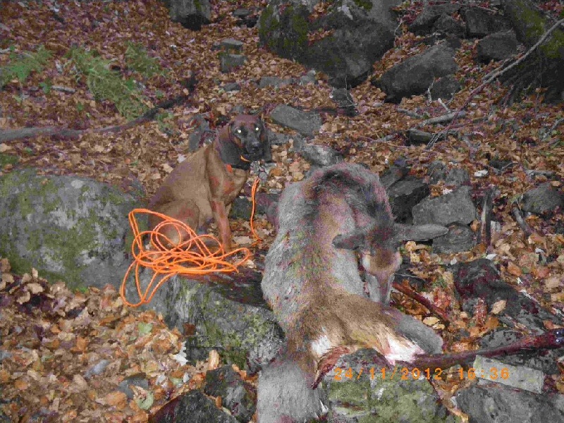 Cerfs 